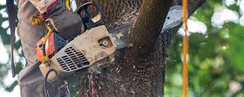 Best Tree Risk Assessment  in Rosebud, TX