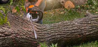  Rosebud, TX Tree Services Pros