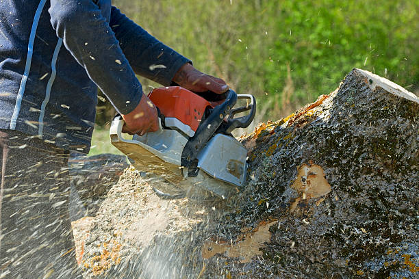 Why Choose Our Tree Removal Services in Rosebud, TX?