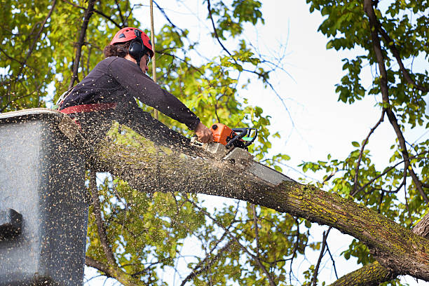 Professional  Tree Services in Rosebud, TX